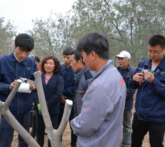 公司從產(chǎn)業(yè)鏈起始端著手，引進(jìn)良種優(yōu)苗，繁育基地苗圃，優(yōu)化樹(shù)種，以?xún)?yōu)質(zhì)的橄欖樹(shù)苗為生產(chǎn)特級(jí)初榨橄欖油提供基礎(chǔ)保障。在以自建萬(wàn)畝國(guó)家標(biāo)準(zhǔn)化油橄欖..