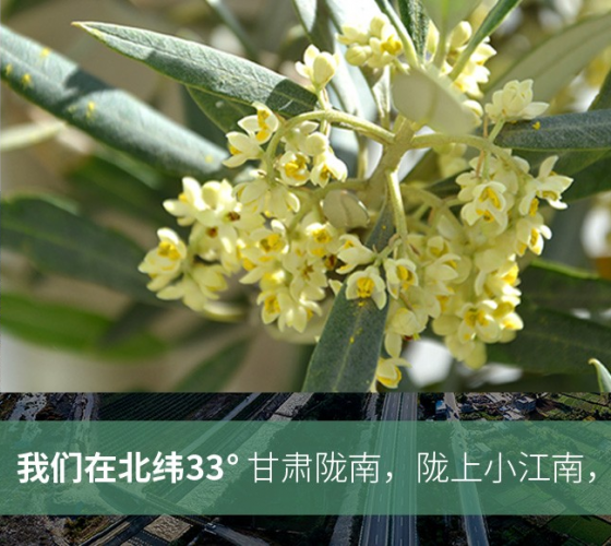 武都的氣候、土壤等與地中海沿岸極其相似，同處于世界頂級(jí)油橄欖黃金生產(chǎn)帶（32°58--33°36）年平均氣溫為14.7°，年日照時(shí)數(shù)1911..